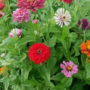 Meet your Posher, Angie